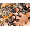 None Acorn Mulch 5 Pounds Lbs Bulk Ground UpCaps nuts