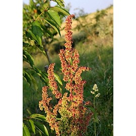 'Curly Dock (100 Seeds) Fresh This Season''s Harvest from My Garden'