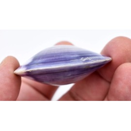 Florida Shells and Gifts One Polished Purple Clam (Pair) 1.5-2" Beach Crafts Ocean Jewelry Nautical Decor