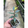 DESBEBE Live Plant -Laurus nobilis - 'Bay Leaf Tree' -