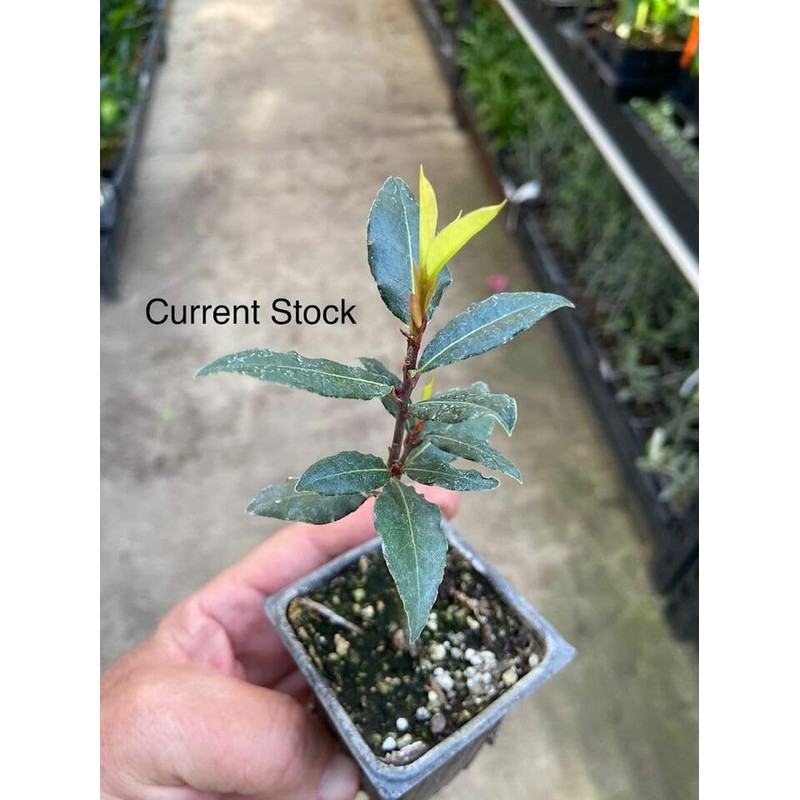 DESBEBE Live Plant -Laurus nobilis - 'Bay Leaf Tree' -