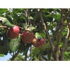 Recommended as a beauty serum. "Smooth Izu Oshima Camellia Oil