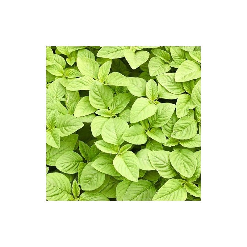 Eden Brothers Amaranth Seeds - Green Callaloo