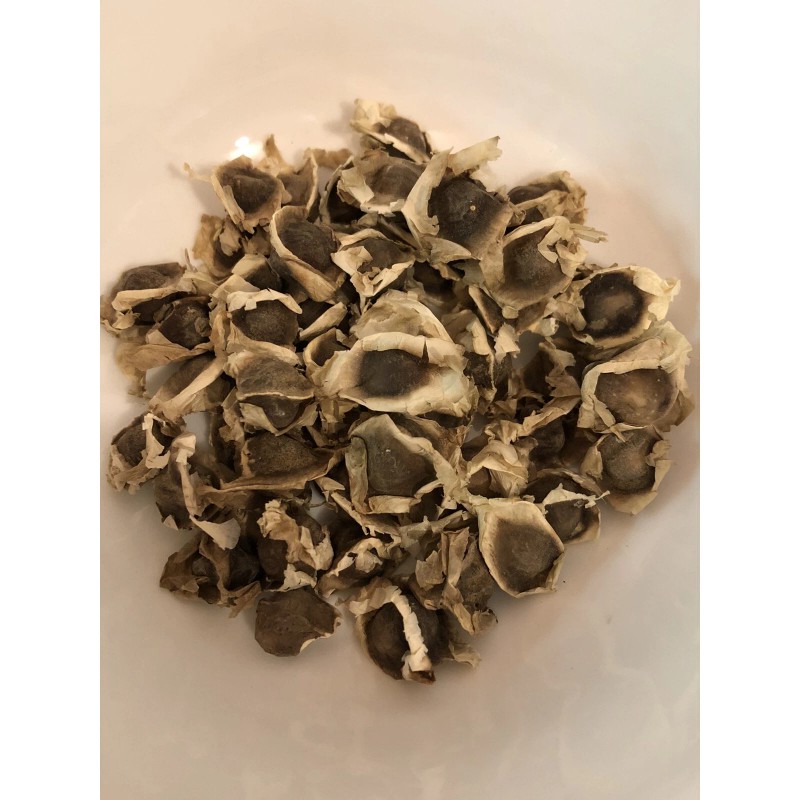 Malunggay 30 Organic Malunggay Seeds Moringa oleifera Drumstick Horseradish Arizona