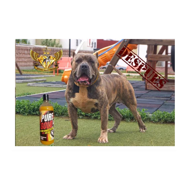 Proteina Para Perro Pure Gold Duo