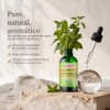 Nature's Blessings Aceite de Orégano 100% Orgánico, 80% Carvacrol, Grado