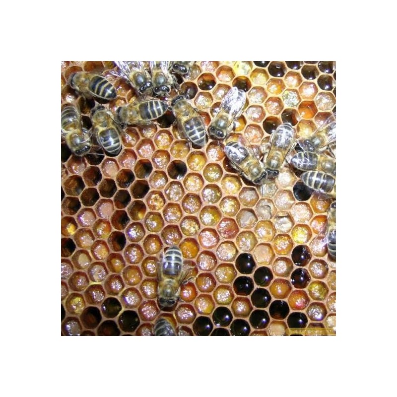 Tia Trini Crema Propóleo Hecha Cera Abeja Cicatrizante Vitamina Quemaduras
