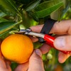 FELCO 330 - Citrus Clipper - Harvest Snip - Orange,