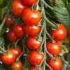 Sunshine Master Small Red & Yellow Cherry Tomato Seeds |