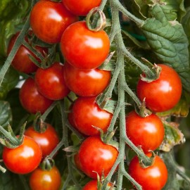 Sunshine Master Small Red & Yellow Cherry Tomato Seeds | Heirloom | Non-GMO | Fresh Veg Seeds - 30 Red Cherry Seeds