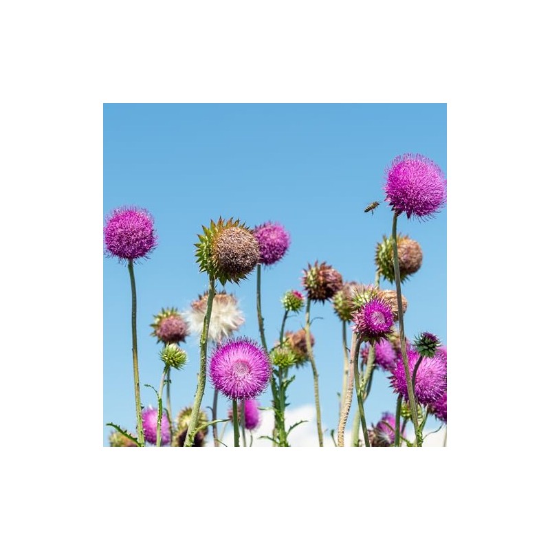 IDDA Herbal Mariendistelsamen Pulver (1kg), Mariendistel Samen gemahlen, 100% Natrliches