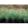 Perennial Farm Miscanthus Sinensis 'Adagio' – Live Ornamental Grass in