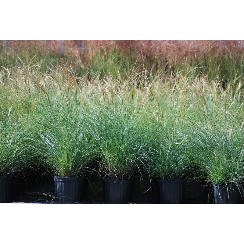 Perennial Farm Miscanthus Sinensis 'Adagio' – Live Ornamental Grass in