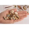 Namvo Fossil and Rock Box Set for School Geological Education