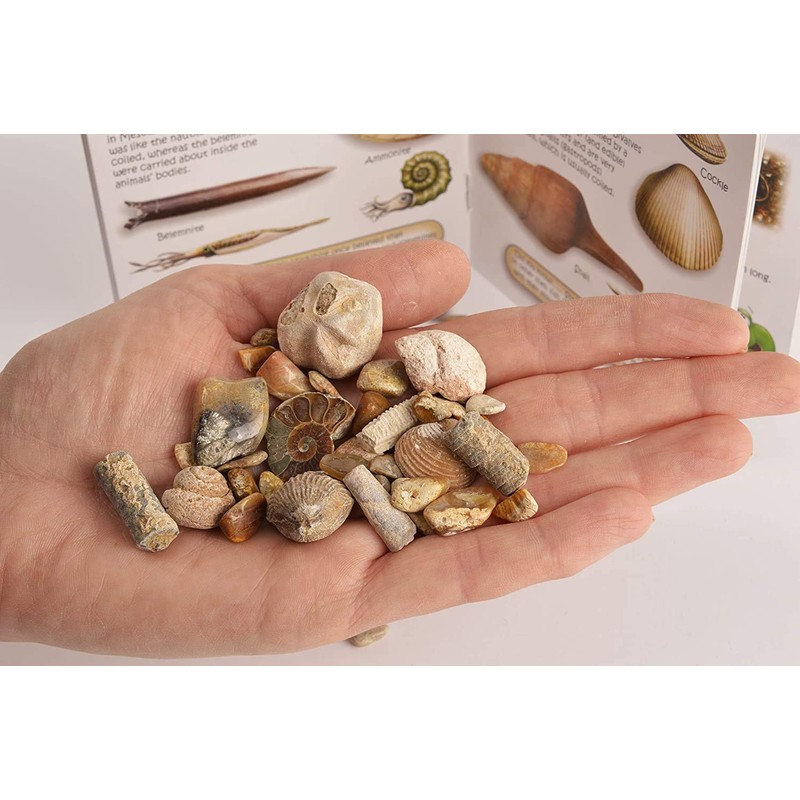 Namvo Fossil and Rock Box Set for School Geological Education