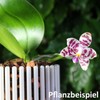Orchitop S Set - Design Orchid Pot with Saucer for