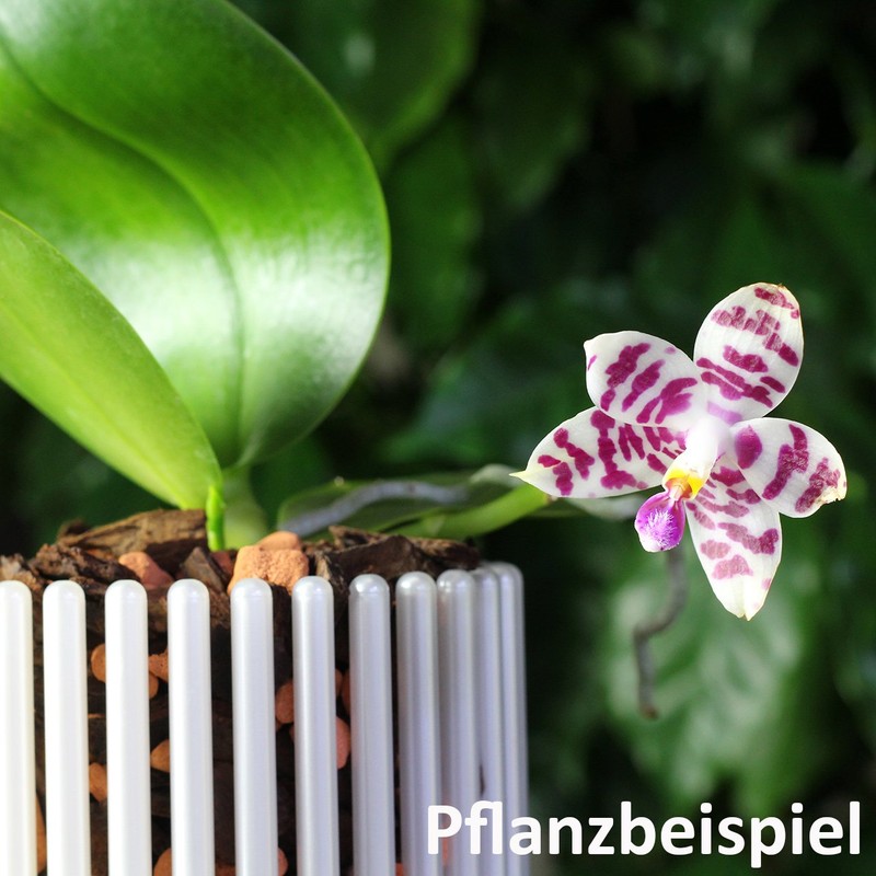 Orchitop S Set - Design Orchid Pot with Saucer for