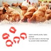 100pcs Poultry Feet Rings PP Plastic Reusable Chicken Duck Goose