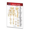 Skeletal System Guide - Human - Laminated Pocket Size Chart