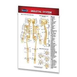Skeletal System Guide - Human - Laminated Pocket Size Chart - Medical Quick Reference by Permacharts