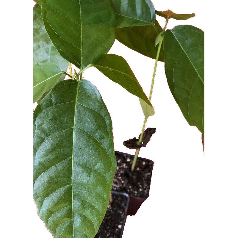 Chocolate Tree / Theobroma Cacao - 1 live potted plant