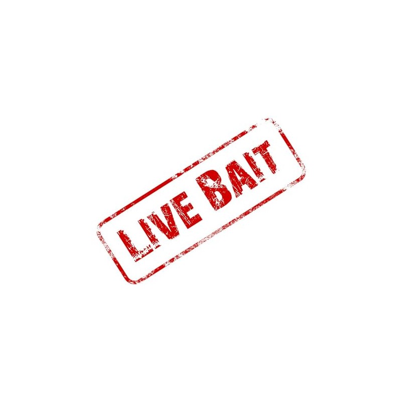 CafePress Live Bait Rectangle Bumper Sticker Car Decal