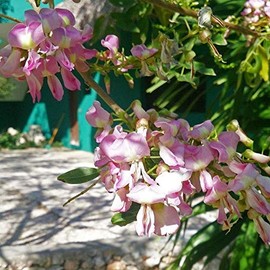 Madre de Cacao Seeds (Gliricidia sepium) Packet of 4 Seeds