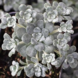 Cape Blanco Succulent - Stonecrop Sedum Succulent Plant - 4 inch Pot