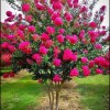 JQBay Crepe myrtle tree seeds 50 seeds.