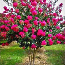 JQBay Crepe myrtle tree seeds 50 seeds.