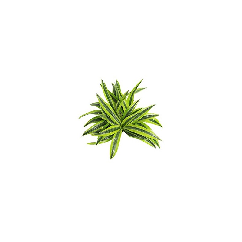 Lemon Lime (Dracaena Warneckii) - 6'' from California Tropicals