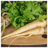 Everwilde Farms - 1/4 Lb Hamburg Rooted Parsley Seeds -