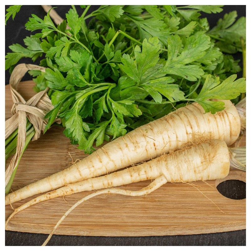 Everwilde Farms - 1/4 Lb Hamburg Rooted Parsley Seeds -