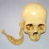 Model 1: 1 Resin Human Skull Anatomical Teaching Decoration Yellow