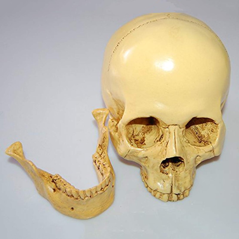 Model 1: 1 Resin Human Skull Anatomical Teaching Decoration Yellow