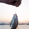 THE9SHOP 500 Piezas Kit De Anzuelos Pesca 3-12# Con Caja