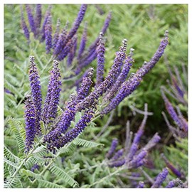 Everwilde Farms - 1/4 Lb Lead Plant Native Wildflower Seeds - Gold Vault