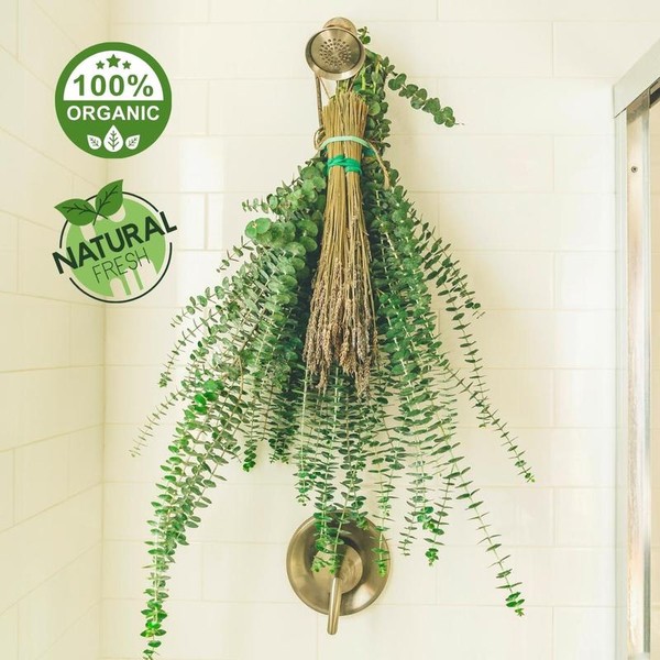 Shower Eucalyptus by Paradise Aroma (Large) | Grown in San