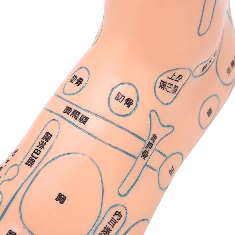 2pcs 19cm / 7.5in Feet Acupoint Model Acupuncture Teaching Aids