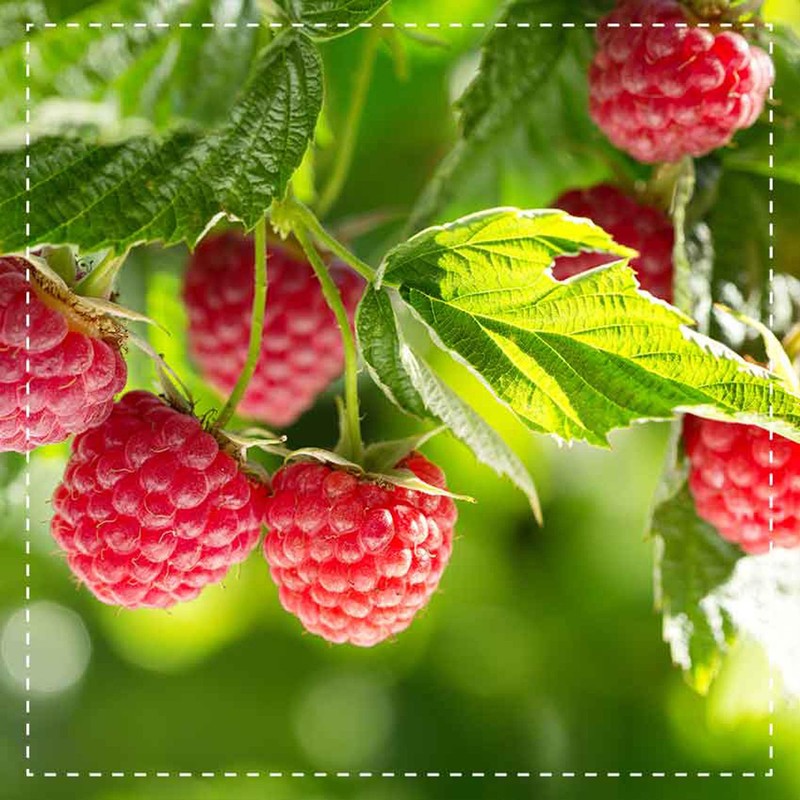 Biotiva Raspberry Leaves Tea Organic 60g - Very Huge Leaves