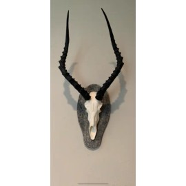 africa impala skull faux replica Taxidermy skulls european mount african horns