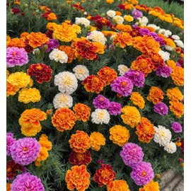 200+ Marigold Seeds: Dazzling Gold & Blue Mix for Vibrant Annual Blooms Pots Outdoor Garden
