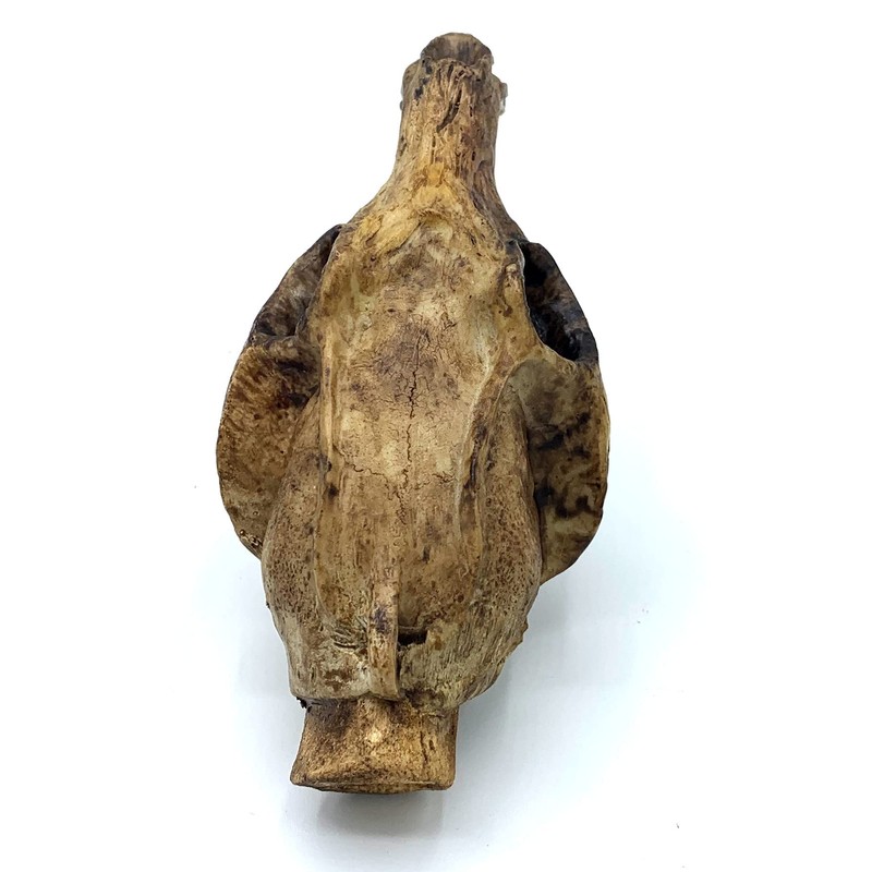 Screaming Aztec Death Whistle at 135 decibels - Carnivore by