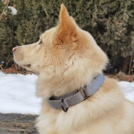 Cyclpet Advanced Nylon Adjustable Martingale Dog Collars,Durable,Comfort and Silky Training Dog Collar with Heavy Duty Metal Hardware for Active Large Dogs. (Ultimate Grey, Large)