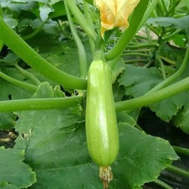 25 Pcs Indian Long Bottle Gourd Seeds for Planting, Non-GMO Vegetable Seeds for Home Garden, Terrace, Balcony Planters, Outdoor Pots, and Backyard Growing