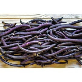 75 Seeds Royal Purple Pod Bush Bean Seed Natural Non GMO Non Treated Beautiful Color Cooks to Green Tasty Gourmet Flavor