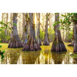 10 Southern Bald Cypress Tree Seeds (Taxodium distichum) - Hardy with Stunning Fall Colors