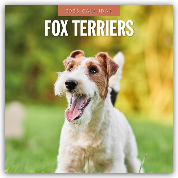 Fox Terriers 2025 Square Wall Calendar: Original Red Robin Publishing