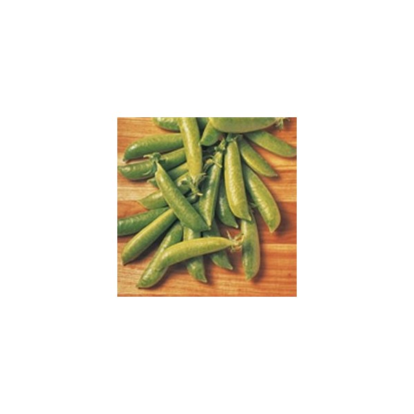 Organic Laxton Progress Pea - 1/4lb. Bulk Vegetable Seed