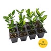 12 Carolina Cherry Laurel in 2.5” Nursery Cubes (Prunus caroliniana)